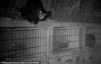 Медведь залез на пасеку и воровал мед из ульев (фото, видео)