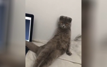 Кошка проверила на хозяине прием соблазнения и прославилась (видео)