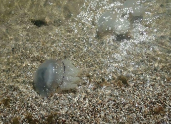 В Тубале отдыхающие чистят море от медуз (видео)