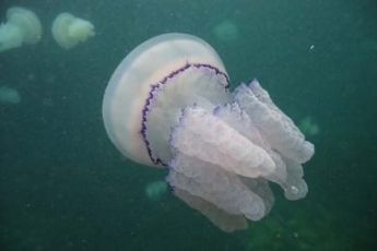 Весь берег в Кирилловке в дохлых медузах - в сети показали отвратительное зрелище (видео)