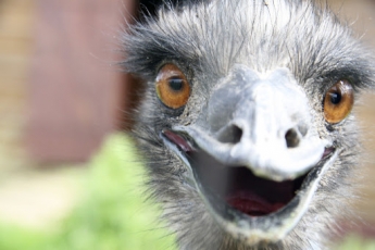 Трогательное фото - в сети опубликовали момент появления на свет страуса