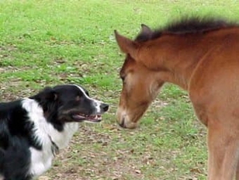 Собака поделилась своей едой с лошадью - видео умилило сеть