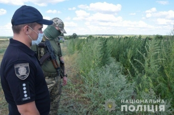 В Донецкой области среди кукурузного поля нашли 23 тыс. кустов конопли