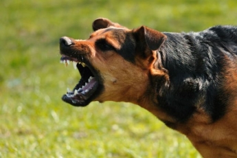 В Одессе зоозащитницу покусала собака: пострадавшая в реанимации