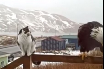 Коты устроились на крыльце рядом с орлами - видео их 