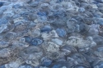 Отвратительное зрелище - в Сети показали усеянные медузами пляжи Кирилловки (видео)