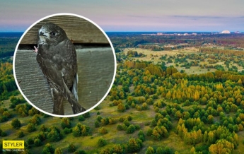 В Чернобыле показали родственника колибри, который не умеет ходить по земле