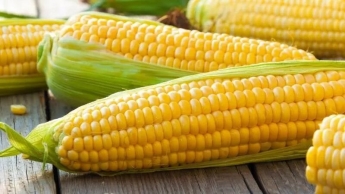 Кукуруза может принести вред: кому надо исключить ее из рациона