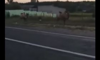 В Харькове возле дороги разгуливали верблюды - видео не на шутку озадачило сеть