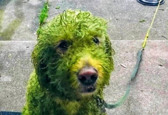 Белый пес вернулся с прогулки зеленым монстром - загадку смогли разгадать не все (фото)