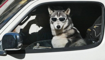 В Запорожье заметили собаку за рулём “Ауди” (ФОТО)