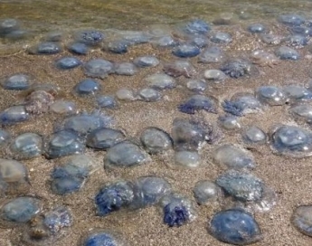 Эколог озвучил противоречивую версию нашествия медуз в Кирилловке (видео)