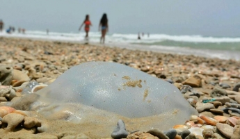 Чем медузы в Кирилловке от израильских отличаются, рассказала жительница Мелитополя