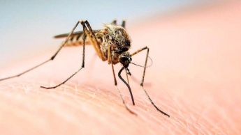 Бердянск атаковали полчища комаров - специалисты рассказали, когда нашествие закончится