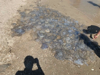 В Бердянске выловили гигантскую медузу. Фото