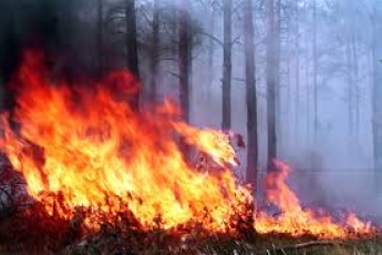 Под Мелитополем разгорелся масштабный лесной пожар