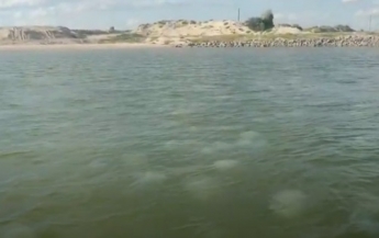 Медузы кишат и направляются в Молочный лиман из Азовского моря в Кирилловке (видео)