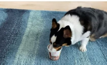 Жадная собака устроила "шоу" с мороженым - видео развеселило сеть