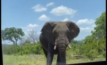 Слон нагло ворвался на территорию отеля и "захватил" бассейн - видео сделало его звездой