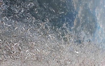 На Херсонщине погибли полтора миллиона рыб (фото)