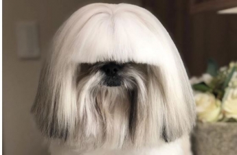 Собака с необычной прической взорвала интернет - она похожа на Леди Гагу