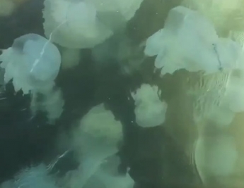 Такого вы еще не видели - в сети показали курорт в Запорожской области с морем из медуз (видео)
