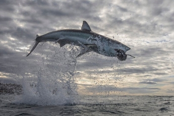 Огромная акула взлетела на пять метров над водой - и эти фото сделали ее "звездой"
