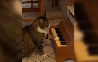В США появился кот-пианист (видео)