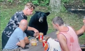 Наглый медведь ворвался на пикник семьи и попросил еды - видео впечатлило сеть