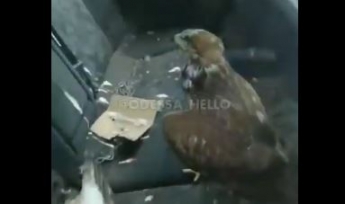 В Одессе спасли ястребов, которых мучили ради денег - птицы жили в авто