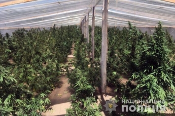 В Херсонской области изъяли марихуаны на 20 миллионов гривен