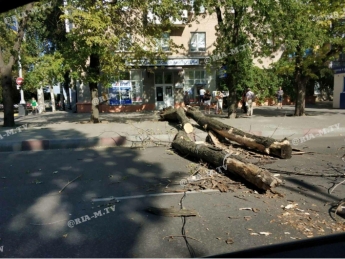 В центре Мелитополя дерево рухнуло прямо на проезжую часть - водителю просто повезло (фото)