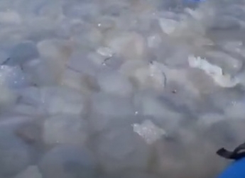 В Бердянске отдыхающие наткнулись на медузный остров (видео)