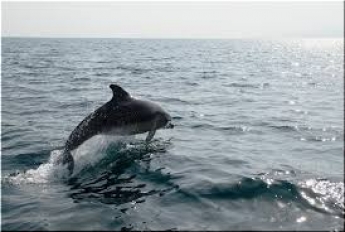 На Федотовой косе дельфины устроили шоу (видео)