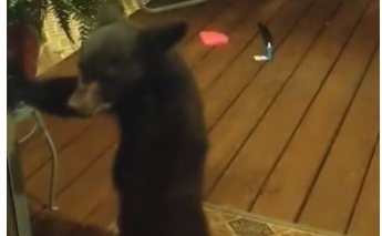 Медвежонок пытался забраться в дом, но мать его резко проучила - видео удивило сеть