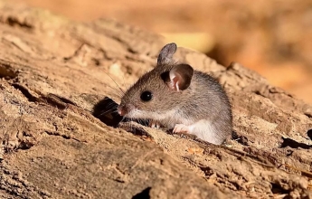 Не только летучие мыши: ученые нашли других распространителей коронавируса в природе