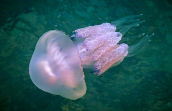 Чем опасен укус медузы и что с ним делать