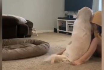 Собака попыталась успокоить рыдающую хозяйку - видео растрогало всех