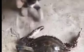 Кот решил поиграть с крабом, но такой реакции он не ожидал - схватка была "дикой" (видео)