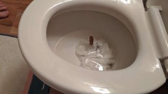Женщина пошла в туалет и была в шокирована неожиданным "гостем" в унитазе