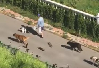 Женщину "преследовали" десятки разных животных на улице - невероятная сцена попала на видео