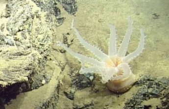 Ученые обнаружили десятки удивительных существ под водой - они неизвестны науке (фото)