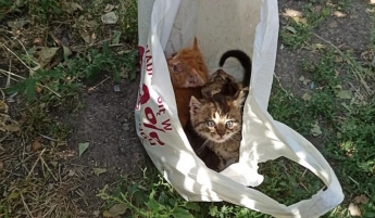 В Запорожской области в полиэтиленовом пакете выбросили живых котят (ФОТО)