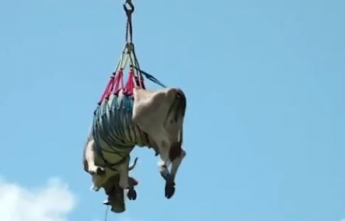 Люди увидели летающую корову в небе - и это вовсе не фантастика, а реальность (видео)