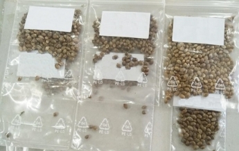 В Киеве изъяли посылку с семенами каннабиса (фото)
