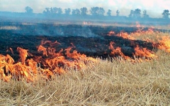 Под Днепром загорелись поля: местный житель в одиночку справился со стихией (видео)