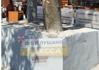 В Одессе рабочие закатали дерево в бетон - фото обескуражило сеть
