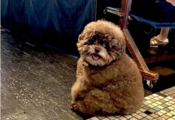 Пушистый пес по кличке Кокоро стал звездой сети - он похож на персонажа "Звездных войн" (фото)