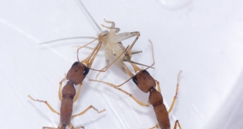 Ученые обнаружили удивительную особенность индийских муравьев: рабочий может стать королевой