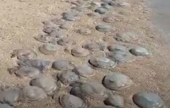 Отдыхающие показали, куда все медузы Кирилловки перебрались - целое кладбище (видео)